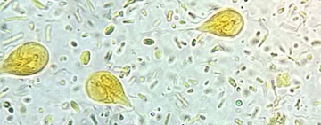 Giardia un parassita intestinale sopravalutato del cane e del gatto ?